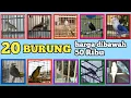 Download Lagu DAFTAR 20 JENIS BURUNG HARGA DIBAWAH 50 RIBU DI TAHUN 2022