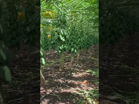 Begini Perkebunan pepaya di luar negeri