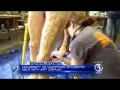 Life-Size Horse Sculpture at University of Hartford