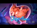 Digestion 3rd year 2020