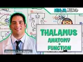 Neurology Thalamus Anatomy Function