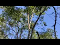 Golden Langur at its natural habitat Sylhet Bangladesh Gee s golden langur