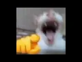Download Lagu Cat Laughing At You