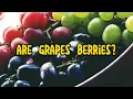 Are Grapes Berries The Surprising Botanical Classification