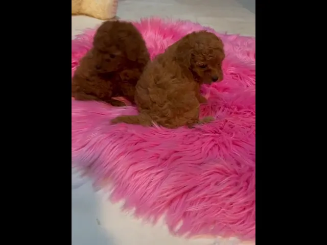 動画
