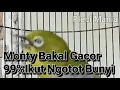 Download Lagu Bikin Monty mu Gacor Dan Ngotot Bunyi Ga Pake Lama!!!
