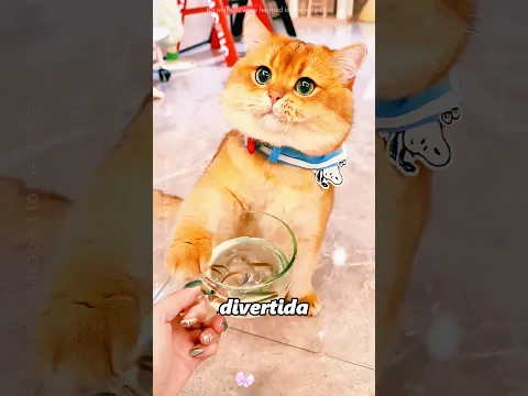 Esta chica construyó un acuario especial parasus gatos#shorts