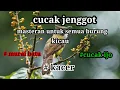 Download Lagu Suara cucak jenggot untuk masteran semua  burung kicau