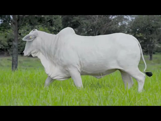 Novilha Nelore LSA - 1852