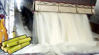 COMO se HACE el AZUCAR de la cana de azucar Como se COSECHA el AZUCAR de cana