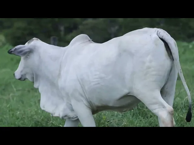 Novilha Nelore NBEM - 451