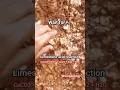 Download Lagu Acid on Limestone #shorts #acid #experiment #youtubeshorts #viral #shortvideo #rock #limestone #wow
