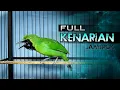 FULL KENARIAN || CUCAK IJO JAMTROK FULL TEMBAKAN KENARI