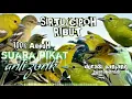 Download Lagu suara pikat sirtu/cipoh ribut suara jernih durasi panjang 1 jam || pikat sirtu/cipoh paling ampuh