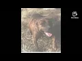 The Brindle Red boy dogs True Blood The Real American Pitbull Terrier gamedogs