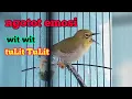 Download Lagu PLECI ngalas ngotot tembakan wit wit tulit tulit