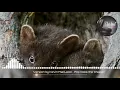 kevin Macleod,pop goes the weasel
