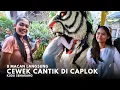Download Lagu 8 MACAN TURUN GUNUNG JADI SATU CAPLOK CEWE CANTIK DI KUDU SEMARANG