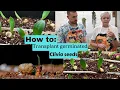 Lagu Clivias: How and When to transplant Germinated Clivia Seeds to Trays! 🌱 Expert Tips @utopiaclivia