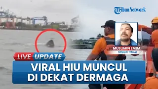 geger kemunculan hiu di perairan makassar bpbd sisir lokasi di dekat dermaga peti kemas