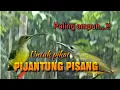 Suara Pikat Pijantung Pisang Paling Ampuh