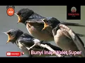Download Lagu 1jam Terbukti! Suara inap dalam Rumah Burung walet Level super Terbaik