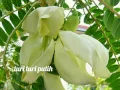 Download Lagu Turi-turi putih versi dangdut enak di dengar sebagai pengingat kita