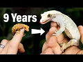 Download Lagu 9 Year Evolution of My Geckos \u0026 Their Vivariums: What I've Learned