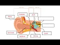 Hearing for Kids Chapter 5 Activity Guide Neuroscience for Kids