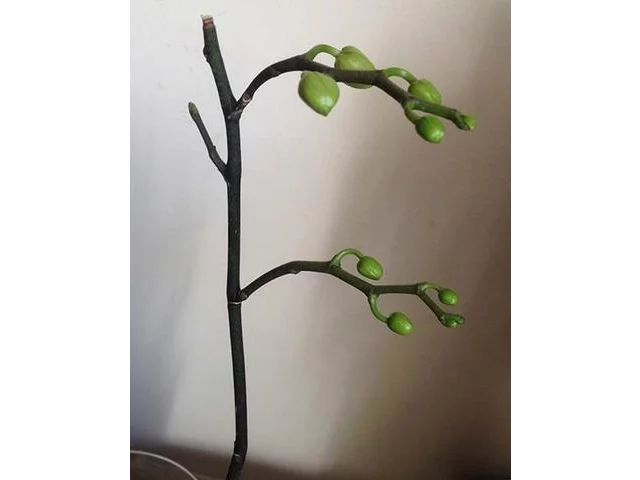ORQUIDEAS TRUCO PARA MAS FLORACION / KEIKIS