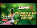 MP3 Pikat Burcil Ribut Kombinasi Prenjak Stater.
