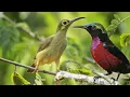 Download Lagu Pancingan suara kolibri betina memanggil jantan