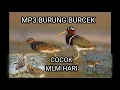 Download Lagu suara pikat burcek/berkik||di jamin 99%ampuh.suara jernih dan keras.