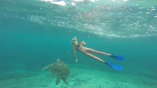 Turtle Fun at Flinders Reef