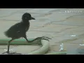 Download Lagu Waterhen baby calling | | Indian Birds Videos wildlife Rajasthan | | bird video