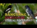Download Lagu Pancingan Kacer Agar ON Rangsang Emosi dan BIRAHI KACER