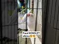 Download Lagu Lovebird paud KONSLET warna albino calon preman #mangkicauoffecial #paudkonslet #lovebirdjantank