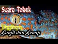 Download Lagu 15 MAKNA SUARA TOKEK BERDASARKAN GANJIL GENAP