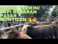 Download Lagu HARGA TERKINI SAPI BESARAN PASAR MUNTILAN🔥🔥