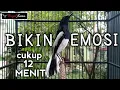 Download Lagu Kacer Ngeplong Manggil Lawan - Bikin Kacer Lain Gak Kuat Nahan Emosi - BONJOL KICAU