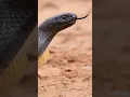Lagu Australia's Lethal Inland Taipan Snake😱😳😲