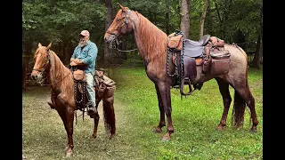 Registered Tennessee Walking Gelding For Sale Available on Thehorsebay com
