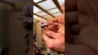 حمام بغدادي Abu Ahmad Geo ابو احمد جيو 