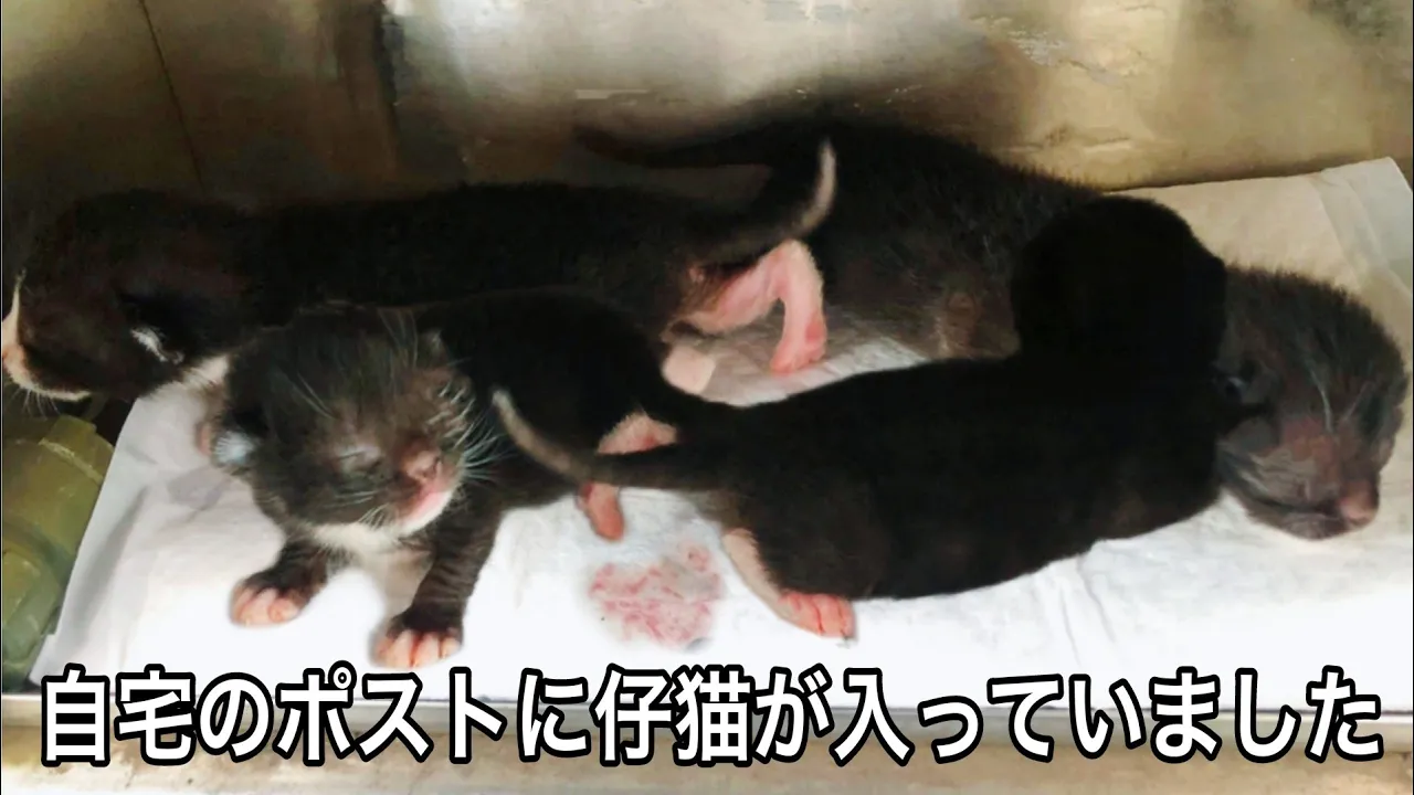【犯罪です】自宅のポストに産まれたばかりの仔猫が4匹入れられていました。