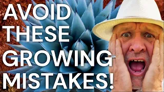 Five Mistakes to Avoid Growing Agave