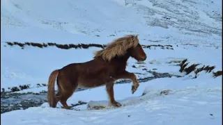 بطيبة رسم للرسول ومعهد حسان بن ثابت نسخة محدثة أسامة الواعظ 