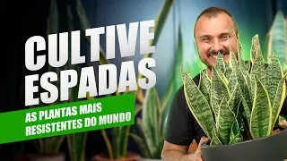 How to cultivate Sansevieria | Discover 12 species