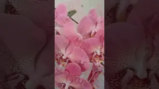 Лєко змінює колір Orchid орхідея орхідеї квіти квіти україни Flowers Orchids квітиукраїни 