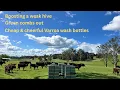 Download Lagu 🐝 Low Varroa mite counts - green combs out - cheap \u0026 cheerful Varroa mite wash method.