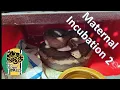 Breeding Ball Pythons Maternal Incubation 2